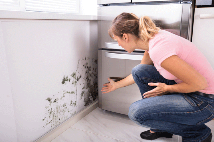 What Causes Mold And How To Get Rid Of It?