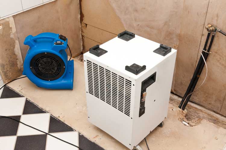Professional Mold Removal Services Improve Indoor Air Quality